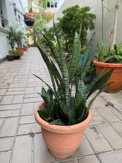 (Category: ) located in . Submitted by earthvessel (Listing ID 1456475929, Image 1). Description: .