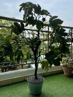 (Category: ) located in . Submitted by rimbunpokok (Listing ID 1456465186, Image 1). Description: .