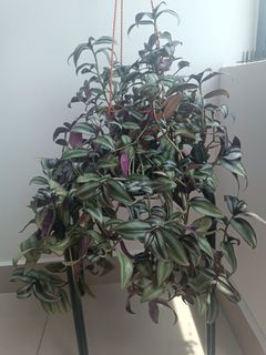 (Category: ) located in . Submitted by more.plants.here (Listing ID 1456490478, Image 1). Description: .