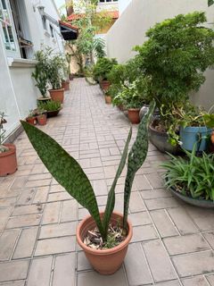 (Category: ) located in . Submitted by earthvessel (Listing ID 1456474699, Image 1). Description: .