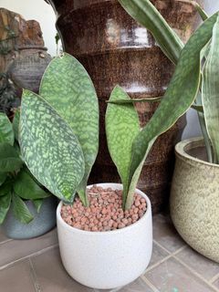 (Category: ) located in . Submitted by earthvessel (Listing ID 1456478839, Image 1). Description: .