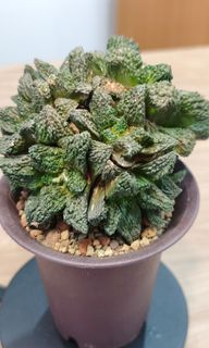 (Category: ) located in . Submitted by desertbalcony (Listing ID 1451017834, Image 1). Description: .