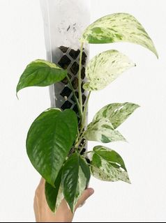 （分類：）位於 。 由 greennook 提交（商品編號 1453406847，圖片 1）。簡介： 。