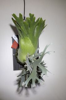 （分類：）位於 。 由 kinn_nn 提交（商品編號 1433641787，圖片 1）。簡介： 。