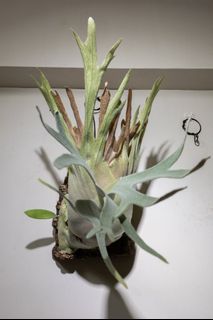 （分類：）位於 。 由 kinn_nn 提交（商品編號 1448051574，圖片 1）。簡介： 。