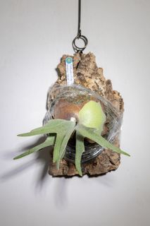 （分類：）位於 。 由 kinn_nn 提交（商品編號 1448051858，圖片 1）。簡介： 。