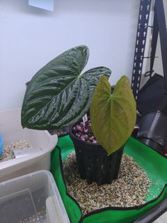 (Category: ) located in . Submitted by erhsfishroom (Listing ID 1453282352, Image 1). Description: .