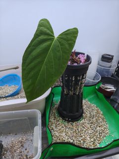 (Category: ) located in . Submitted by erhsfishroom (Listing ID 1453281177, Image 1). Description: .