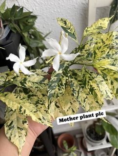 (Category: ) located in . Submitted by growplantsgrow (Listing ID 1453397148, Image 1). Description: .