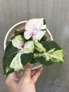 (Category: ) located in . Submitted by PlantsRanger (Listing ID 1453243420, Image 1). Description: .