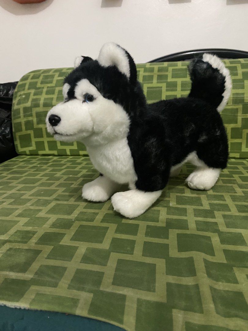 Cute husky dog plush (Category: Plushies & Soft Toys) located in San Mateo. Submitted by Raissa_Russela (Listing ID 1453236297, Image 1). Description: (PM for price) Brand new plush, in good condition. eyes are different colors .