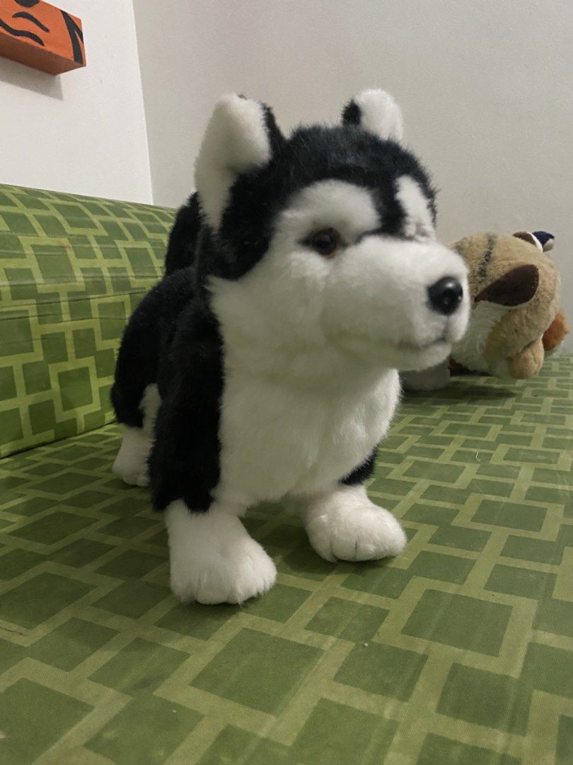 Cute husky dog plush (Category: Plushies & Soft Toys) located in San Mateo. Submitted by Raissa_Russela (Listing ID 1453236297, Image 2). Description: (PM for price) Brand new plush, in good condition. eyes are different colors .