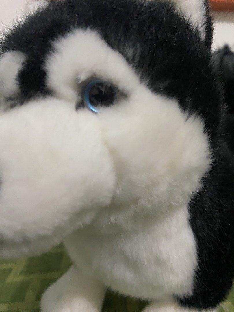 Cute husky dog plush (Category: Plushies & Soft Toys) located in San Mateo. Submitted by Raissa_Russela (Listing ID 1453236297, Image 3). Description: (PM for price) Brand new plush, in good condition. eyes are different colors .