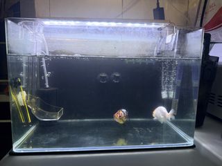 （分類：）位於 。 由 ajc14 提交（商品編號 1453399503，圖片 1）。簡介： 。