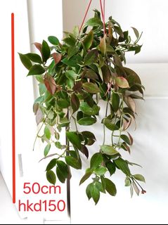 （分類：）位於 。 由 29808 提交（商品編號 1451931509，圖片 1）。簡介： 。