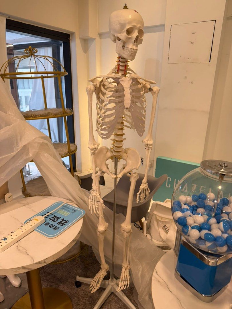 Human Skeleton (Category: Medical Supplies & Tools) located in Kuantan. Submitted by dreamwell (Listing ID 1453390953, Image 1). Description: Height: 150cm Width: 34cm Including stand.