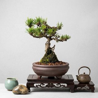 (Category: ) located in . Submitted by hongmeiliu06 (Listing ID 1453273689, Image 1). Description: .