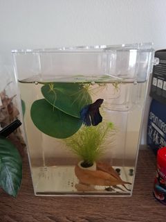 (Category: ) located in . Submitted by panda22331 (Listing ID 1453337069, Image 1). Description: .