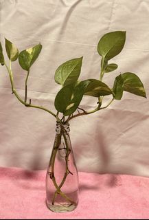 (Category: ) located in . Submitted by botanicaura (Listing ID 1453412815, Image 1). Description: .