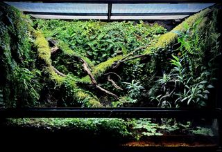 (Category: ) located in . Submitted by nativeforest9 (Listing ID 1453340071, Image 1). Description: .