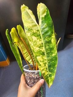 (Category: ) located in . Submitted by happygrowing (Listing ID 1453263173, Image 1). Description: .