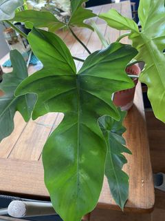 (Category: ) located in . Submitted by definitelytoomanyplants (Listing ID 1453253966, Image 1). Description: .