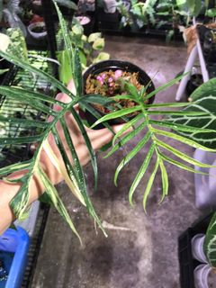 (Category: ) located in . Submitted by PlantsRanger (Listing ID 1453382004, Image 1). Description: .