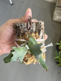 (Category: ) located in . Submitted by sghaworthiahabitat (Listing ID 1453416655, Image 1). Description: .