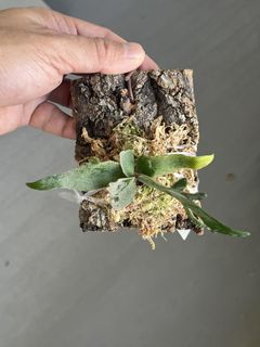 (Category: ) located in . Submitted by sghaworthiahabitat (Listing ID 1453416457, Image 1). Description: .