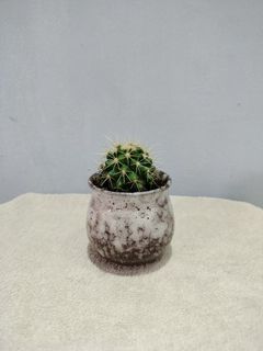 (Category: ) located in . Submitted by plant_winston (Listing ID 1453345887, Image 1). Description: .