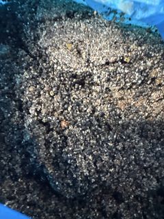 (Category: ) located in . Submitted by wowa_aquatic (Listing ID 1453261995, Image 1). Description: .