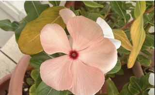 (Category: ) located in . Submitted by shivsai11 (Listing ID 1456641570, Image 1). Description: .