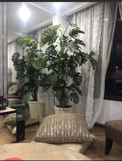 (Category: ) located in . Submitted by mdmrosey (Listing ID 1456766502, Image 1). Description: .
