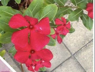 (Category: ) located in . Submitted by shivsai11 (Listing ID 1456644548, Image 1). Description: .