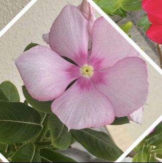 (Category: ) located in . Submitted by shivsai11 (Listing ID 1456645117, Image 1). Description: .