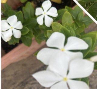 (Category: ) located in . Submitted by shivsai11 (Listing ID 1456644239, Image 1). Description: .