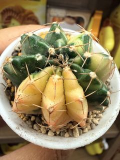 （分類：）位於 。 由 budden_man 提交（商品編號 1456628776，圖片 1）。簡介： 。