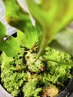 （分類：）位於 。 由 plants3721 提交（商品編號 1456628778，圖片 1）。簡介： 。