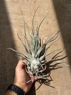 （分類：）位於 。 由 fattokoko 提交（商品編號 1456642069，圖片 1）。簡介： 。