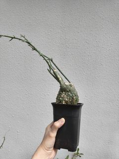(Category: ) located in . Submitted by planterra (Listing ID 1456617810, Image 1). Description: .
