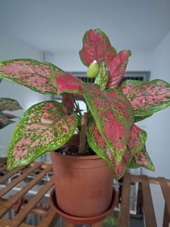 (Category: ) located in . Submitted by allat1stop (Listing ID 1456722567, Image 1). Description: .