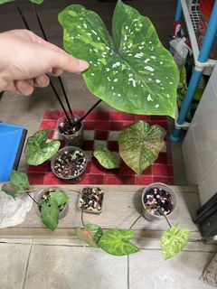 (Category: ) located in . Submitted by thai_amulets_thai (Listing ID 1456711279, Image 1). Description: .