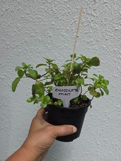 (Category: ) located in . Submitted by edibleherbs (Listing ID 1456627911, Image 1). Description: .