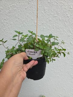 (Category: ) located in . Submitted by edibleherbs (Listing ID 1456631027, Image 1). Description: .