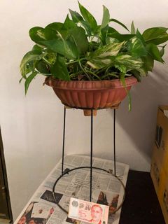 (Category: ) located in . Submitted by drjools (Listing ID 1456754552, Image 1). Description: .