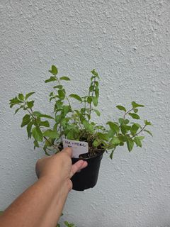 (Category: ) located in . Submitted by edibleherbs (Listing ID 1456632235, Image 1). Description: .