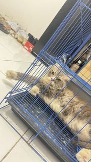 (Kategori: ) berada di . Dikirim oleh soyaaa2002 (ID iklan 1456683648, Gambar 1). Deskripsi: .
