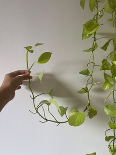(Category: ) located in . Submitted by more.plants.here (Listing ID 1456764848, Image 1). Description: .