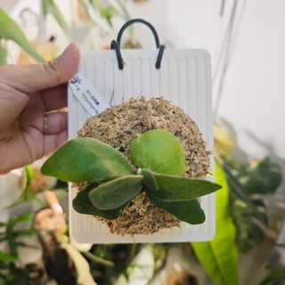 (Category: ) located in . Submitted by d.botanics (Listing ID 1456624219, Image 1). Description: .