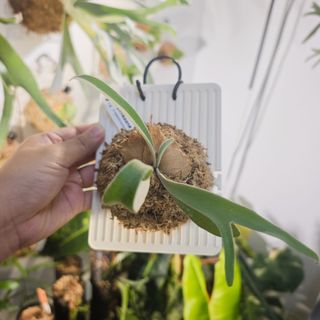 (Category: ) located in . Submitted by d.botanics (Listing ID 1456649270, Image 1). Description: .